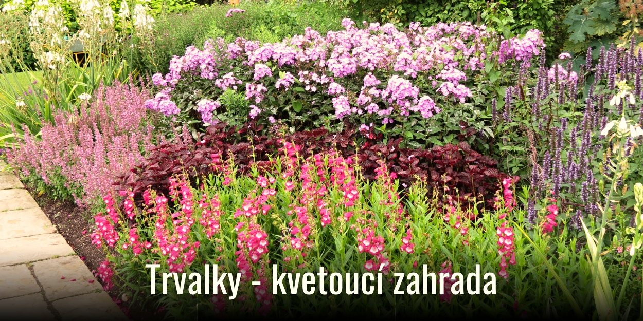 kategorie_trvalky 01OBm canva